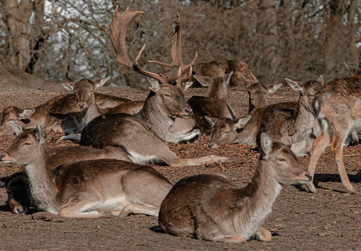Marselisborg Deer Park