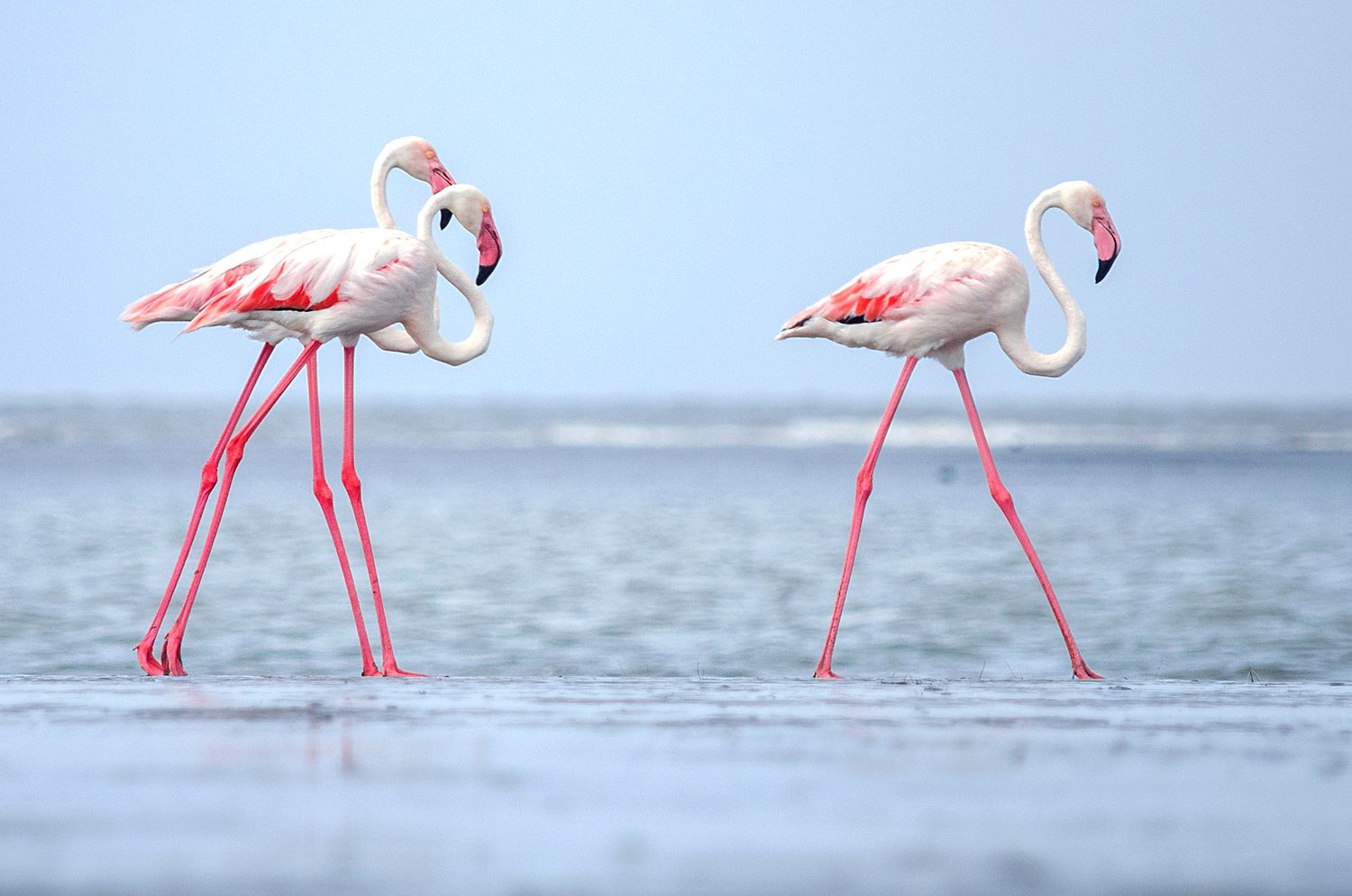 Natural Reserve For Flamingos